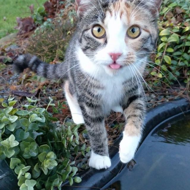 Kattehygge i Haveliv 🐱❤️