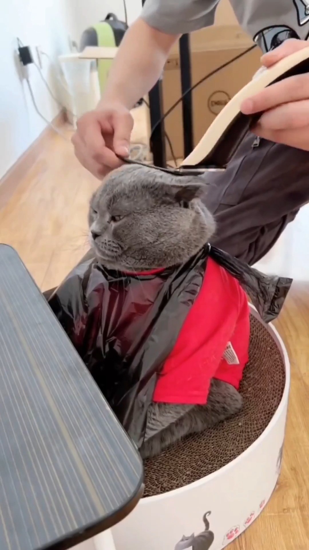 Julefrisør og flæskemus-meow! 🎄😹