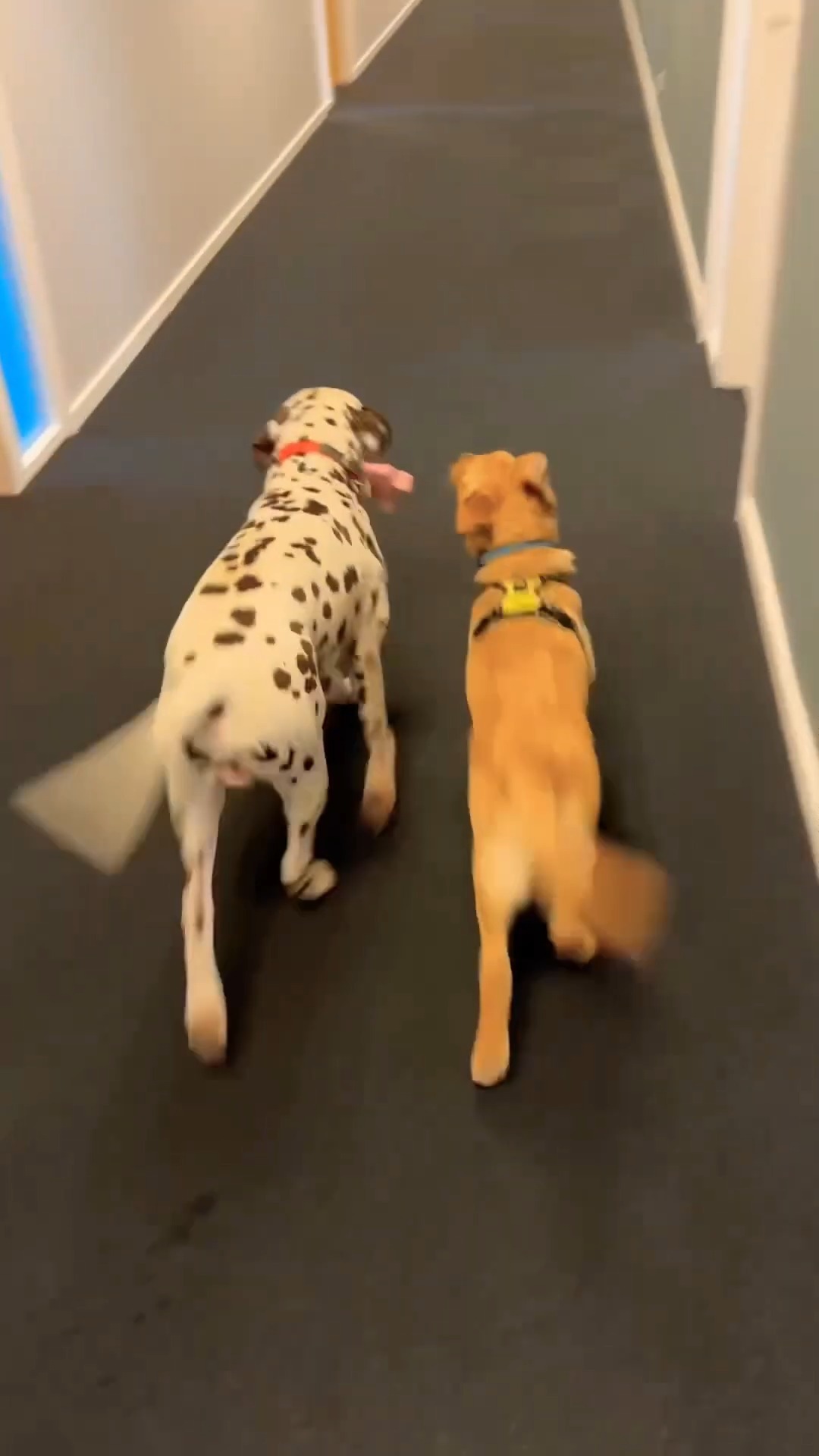 Hundekontor: Bahloo charmerer kollegaerne 🐾✨