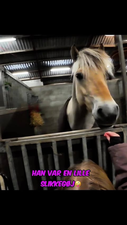 Tilde i hesteland 🐴🎥 Klar til YouTube!